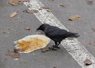 IMG 4015